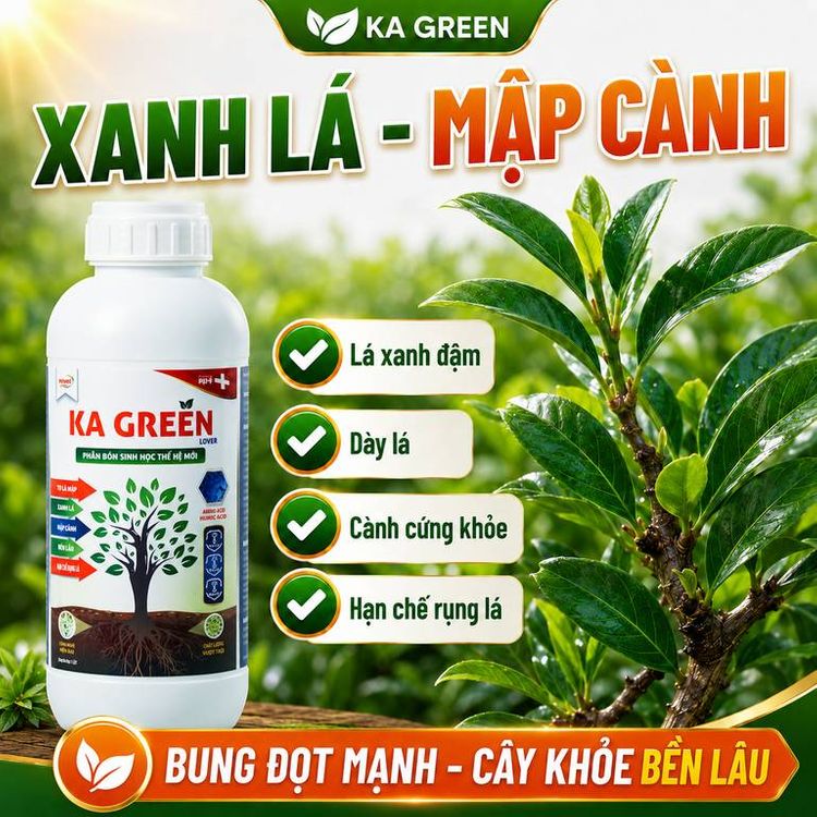 Phương pháp giải độc phèn đất, giải độc hữu cơ cho cây ăn trái