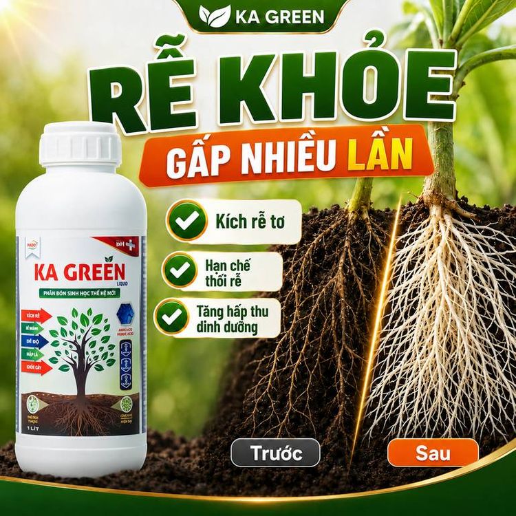 Kỹ thuật phục hồi bộ rễ và trị vàng lá thối rễ sầu riêng mùa mưa
