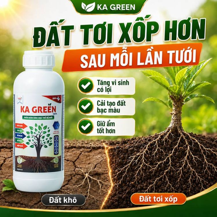 Bí quyết kích đọt mập, lá xanh dày và dưỡng hoa trái cho cà phê, tiêu